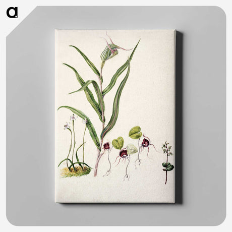 2-6_Native-Flowering-Plants-of-New-Zealand_canvas