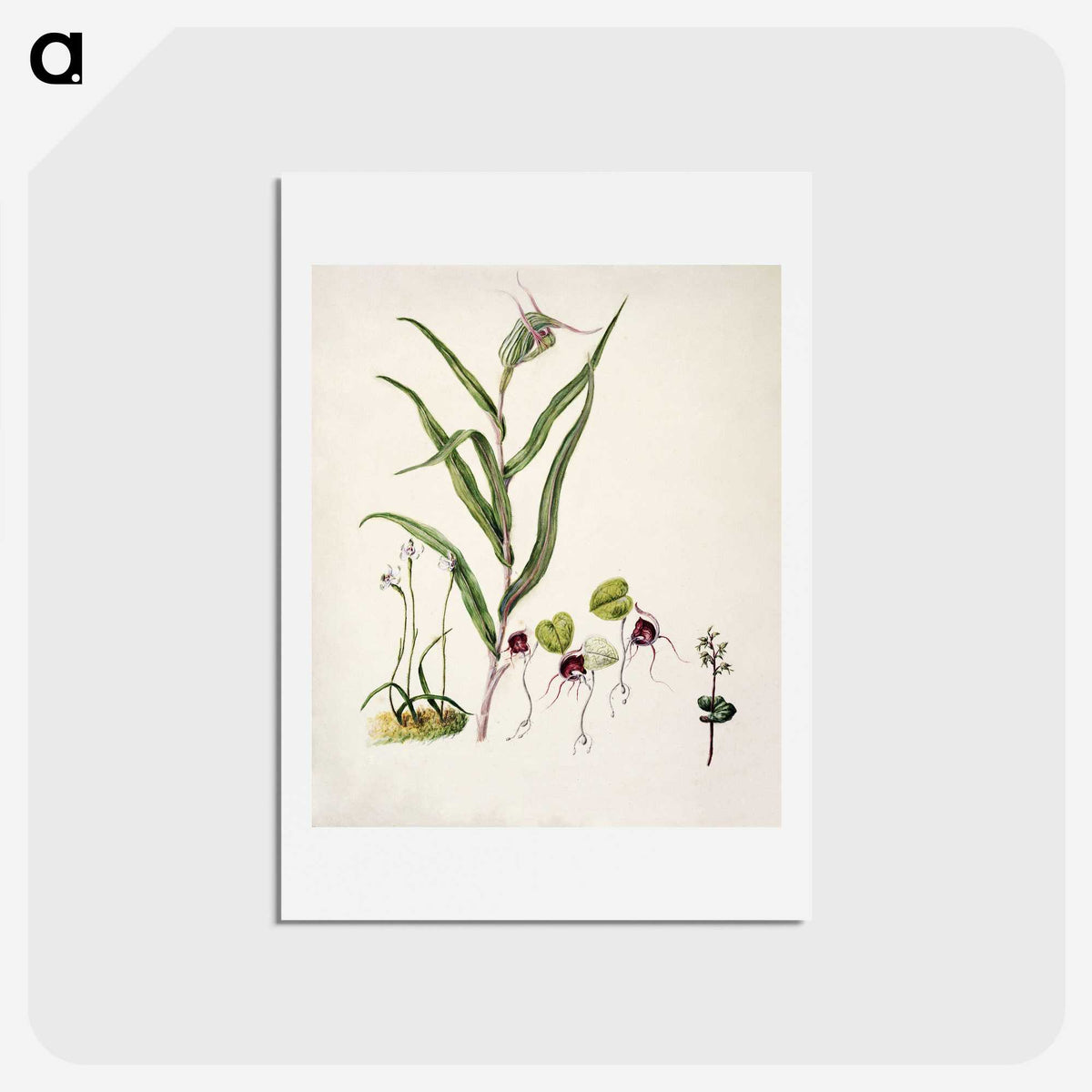 2-6_Native-Flowering-Plants-of-New-Zealand_hagaki