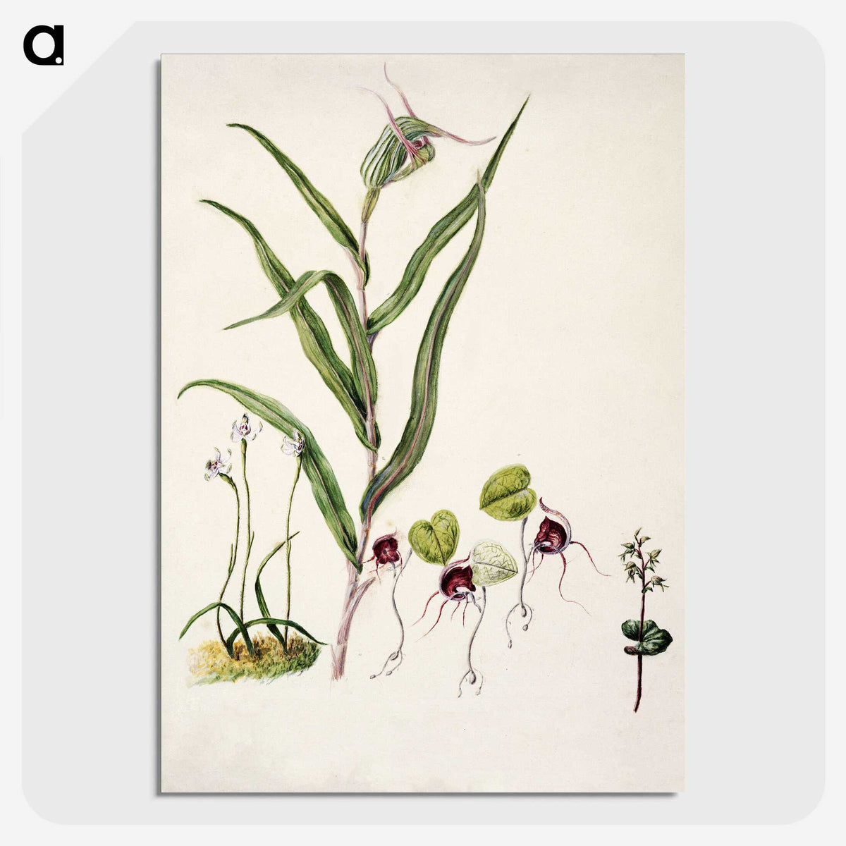 2-6_Native-Flowering-Plants-of-New-Zealand_picture-crop