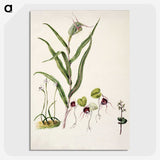 2-6_Native-Flowering-Plants-of-New-Zealand_picture-crop