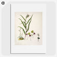 2-6_Native-Flowering-Plants-of-New-Zealand_picture