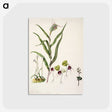 2-6_Native-Flowering-Plants-of-New-Zealand_postcard
