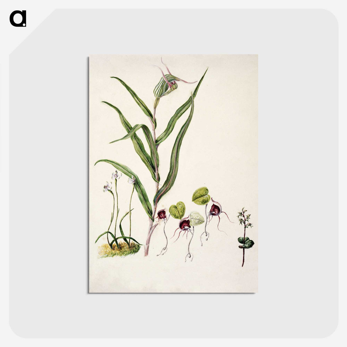 2-6_Native-Flowering-Plants-of-New-Zealand_postcard