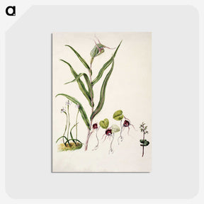 2-6_Native-Flowering-Plants-of-New-Zealand_postcard
