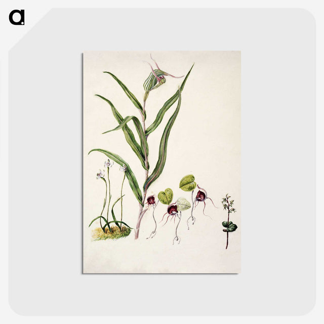 2-6_Native-Flowering-Plants-of-New-Zealand_postcard