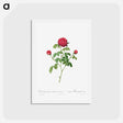 アートポストカード-Provence or French Rose - ピエール ジョゼフ ルドゥーテ Postcard.