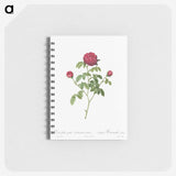 2-6_Pierre-Joseph-Redoute_memo