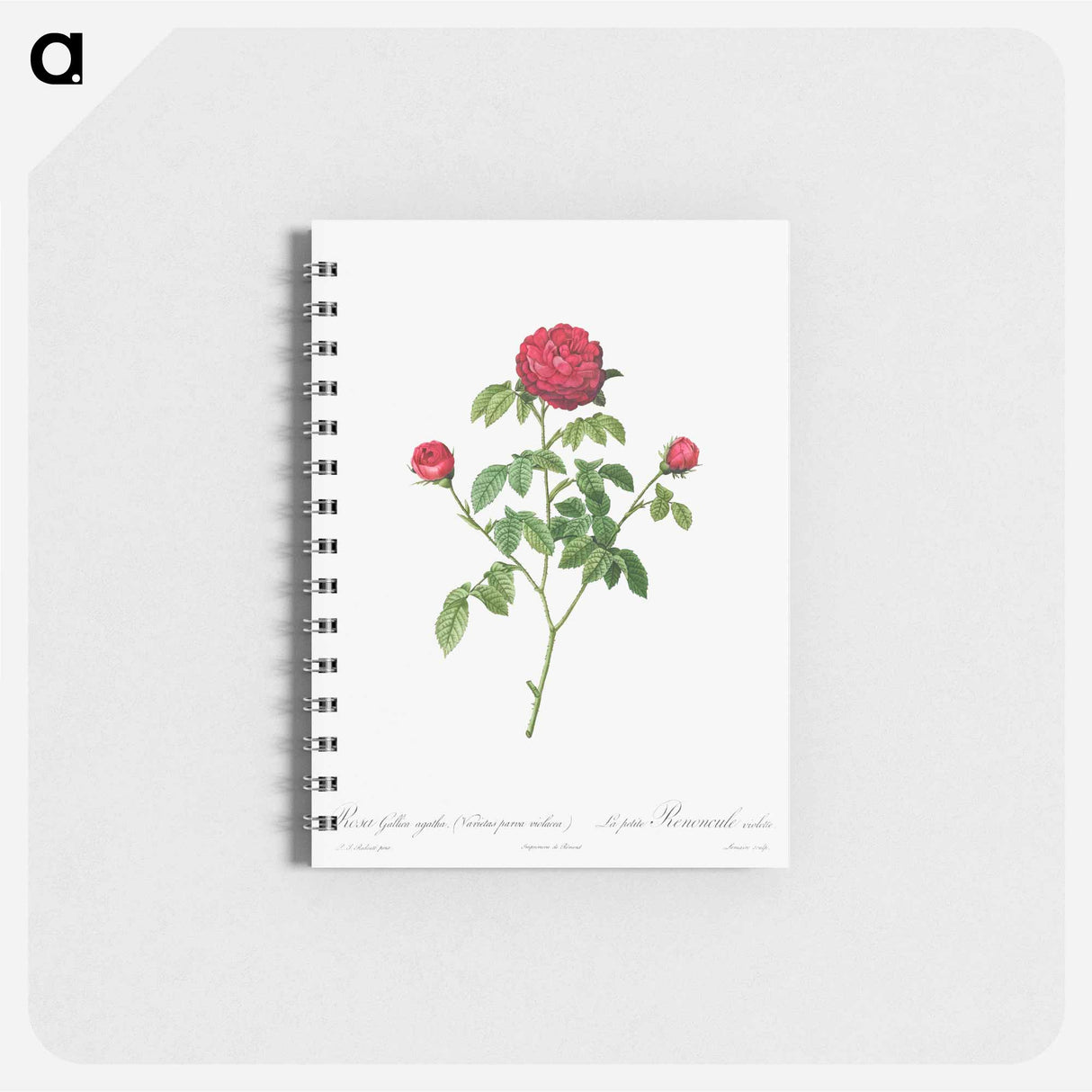 Provence or French Rose - ピエール ジョゼフ ルドゥーテ Memo.