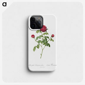 2-6_Pierre-Joseph-Redoute_phone
