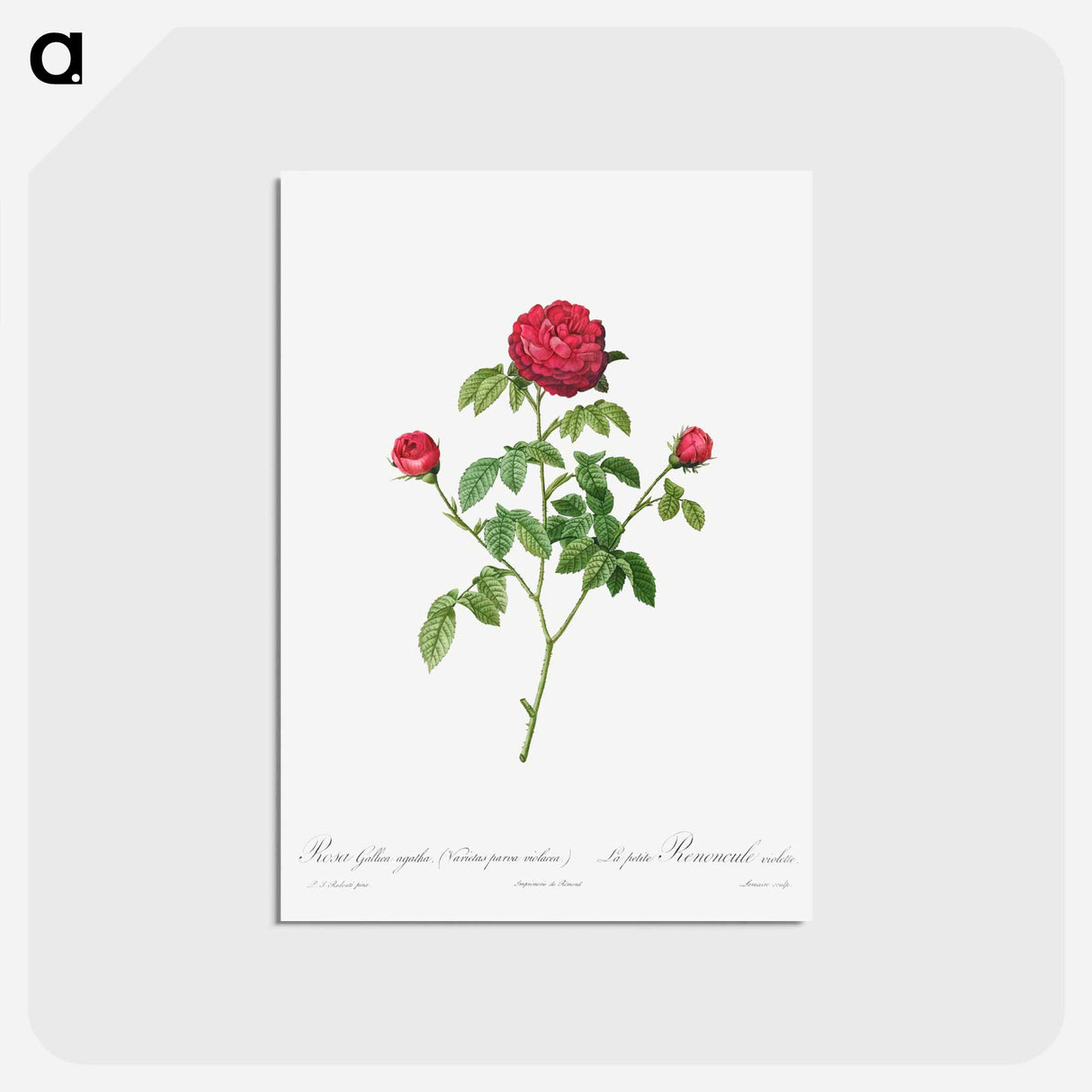 アートポストカード-Provence or French Rose - ピエール ジョゼフ ルドゥーテ Postcard.