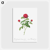 アートポストカード-Provence or French Rose - ピエール ジョゼフ ルドゥーテ Postcard.