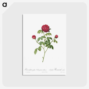 2-6_Pierre-Joseph-Redoute_postcard
