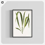 2-6_Plants-with-Colored-Foliage_blk-crop