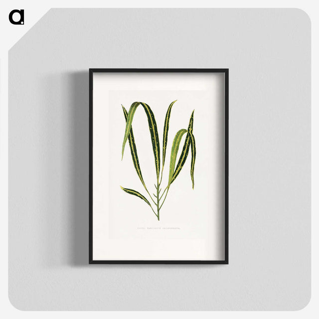 2-6_Plants-with-Colored-Foliage_blk