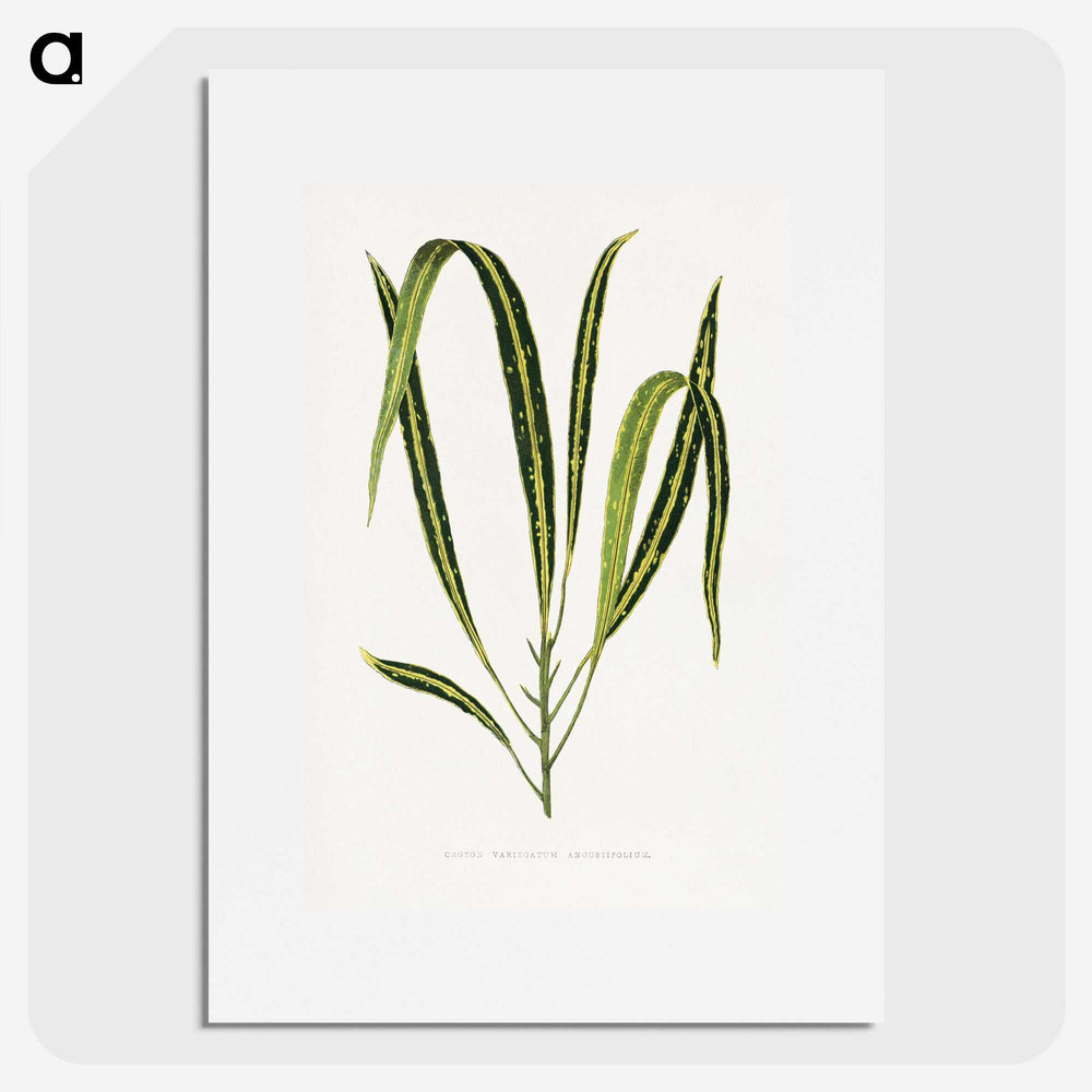 2-6_Plants-with-Colored-Foliage_picture