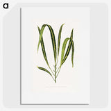 2-6_Plants-with-Colored-Foliage_picture