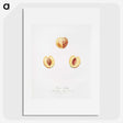 2-6_Pomona-Italiana_picture