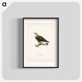 アートポスター-Rough-legged Hawk
 - スヴェンスカ フォグラル Poster.