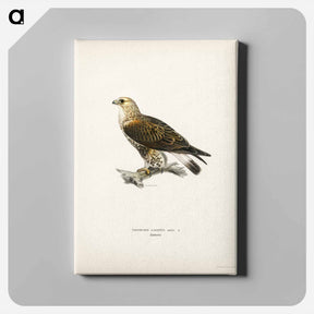 アートパネル-Rough-legged Hawk
 - スヴェンスカ フォグラル Canvas.