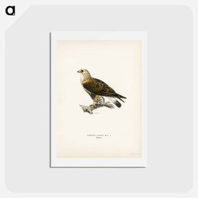 アートポストカード-Rough-legged Hawk
 - スヴェンスカ フォグラル Postcard.