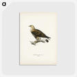 2-6_Svenska-Faglar_postcard