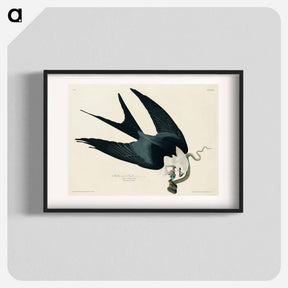 アートポスター-Swallow-tailed Hawk from Birds of America
 - アメリカの鳥たち Poster.