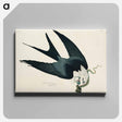 アートパネル-Swallow-tailed Hawk from Birds of America
 - アメリカの鳥たち Canvas.