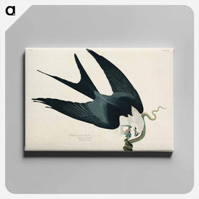 アートパネル-Swallow-tailed Hawk from Birds of America
 - アメリカの鳥たち Canvas.