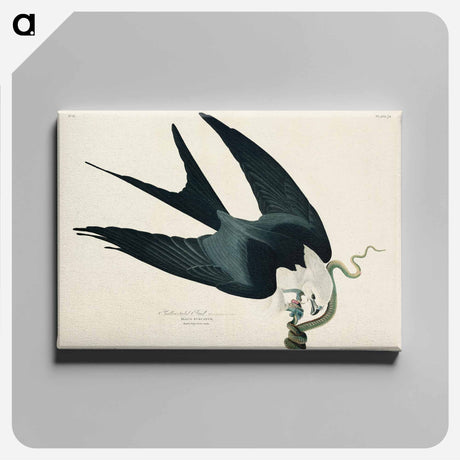 アートパネル-Swallow-tailed Hawk from Birds of America
 - アメリカの鳥たち Canvas.