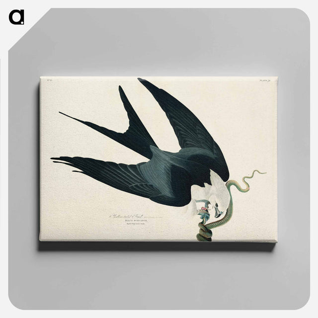 アートパネル-Swallow-tailed Hawk from Birds of America
 - アメリカの鳥たち Canvas.