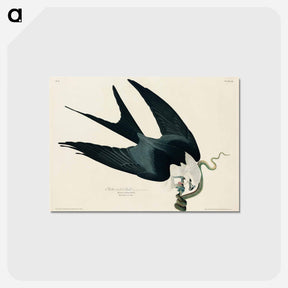 アートポストカード-Swallow-tailed Hawk from Birds of America
 - アメリカの鳥たち Postcard.