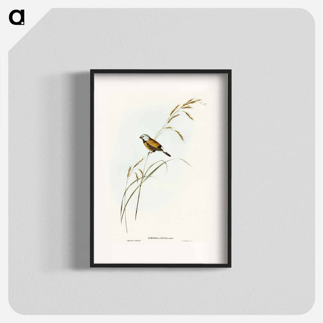 アートポスター-Banded Grass Finch
- オーストラリアの鳥 Poster.