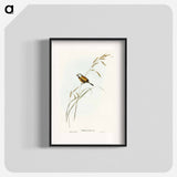 アートポスター-Banded Grass Finch
 - オーストラリアの鳥 Poster.
