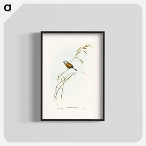 アートポスター-Banded Grass Finch
 - オーストラリアの鳥 Poster.