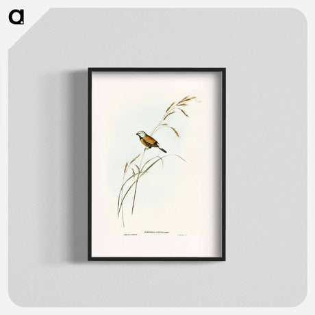 アートポスター-Banded Grass Finch
 - オーストラリアの鳥 Poster.