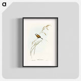 Banded Grass Finch
 - オーストラリアの鳥 Poster.