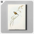 アートパネル-Banded Grass Finch
 - オーストラリアの鳥 Canvas.