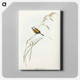 アートパネル-Banded Grass Finch
 - オーストラリアの鳥 Canvas.