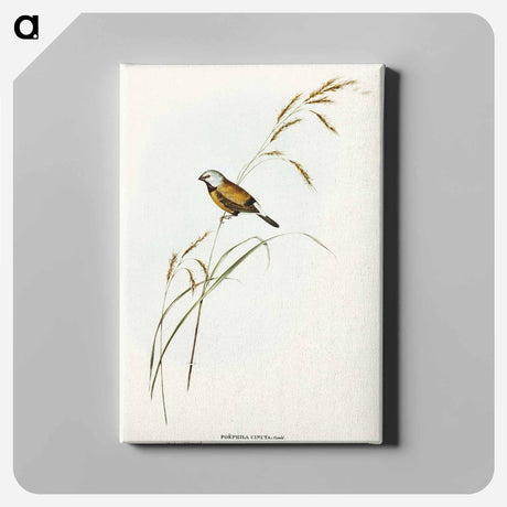 アートパネル-Banded Grass Finch
 - オーストラリアの鳥 Canvas.