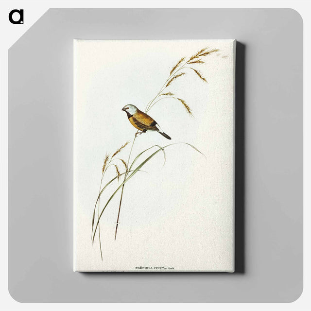 アートパネル-Banded Grass Finch
 - オーストラリアの鳥 Canvas.