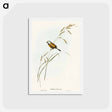 アートポストカード-Banded Grass Finch
 - オーストラリアの鳥 Postcard.