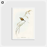 アートポストカード-Banded Grass Finch
 - オーストラリアの鳥 Postcard.