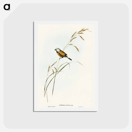 アートポストカード-Banded Grass Finch
 - オーストラリアの鳥 Postcard.