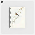 アートメモ帳-Banded Grass Finch
 - オーストラリアの鳥 Memo.