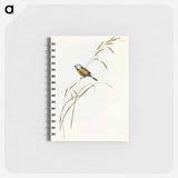 アートメモ帳-Banded Grass Finch
 - オーストラリアの鳥 Memo.