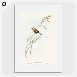 アートポスター-Banded Grass Finch
 - オーストラリアの鳥 Poster.