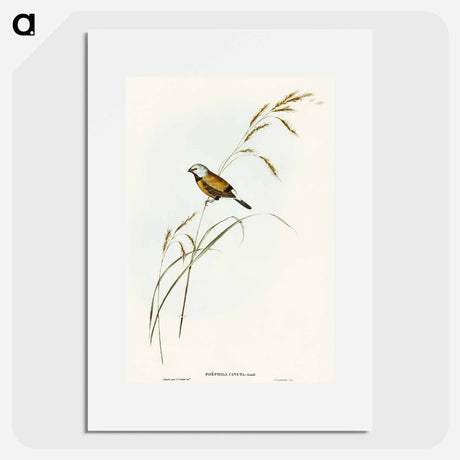 アートポスター-Banded Grass Finch
 - オーストラリアの鳥 Poster.