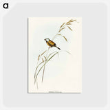 アートポストカード-Banded Grass Finch
 - オーストラリアの鳥 Postcard.