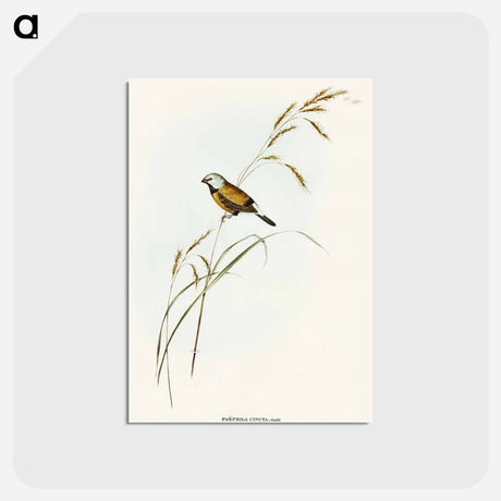 アートポストカード-Banded Grass Finch
 - オーストラリアの鳥 Postcard.