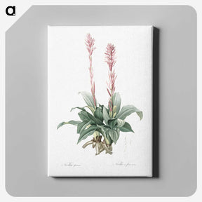 2-6_The-Lilies_canvas